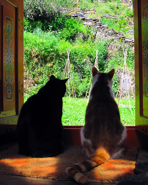 The cats in their new home