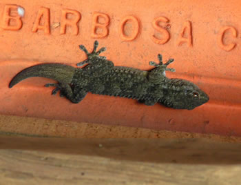 Gecko on the underside of the roof tiles