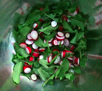 Radish and rocket salad harvested from the quinta