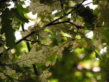 Oak fungal disease?