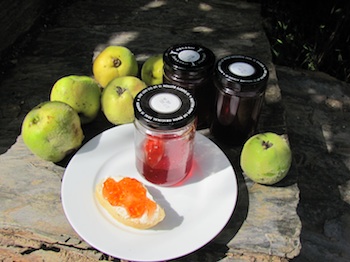 Quince jelly | Geleia de Marmelos made from quinces grown on the quinta