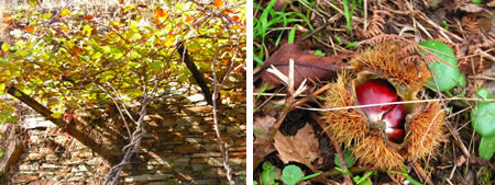Kiwi vine and chestnuts
