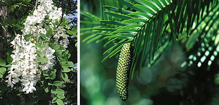 Robinia pseudoacacia and Wollemia nobilis
