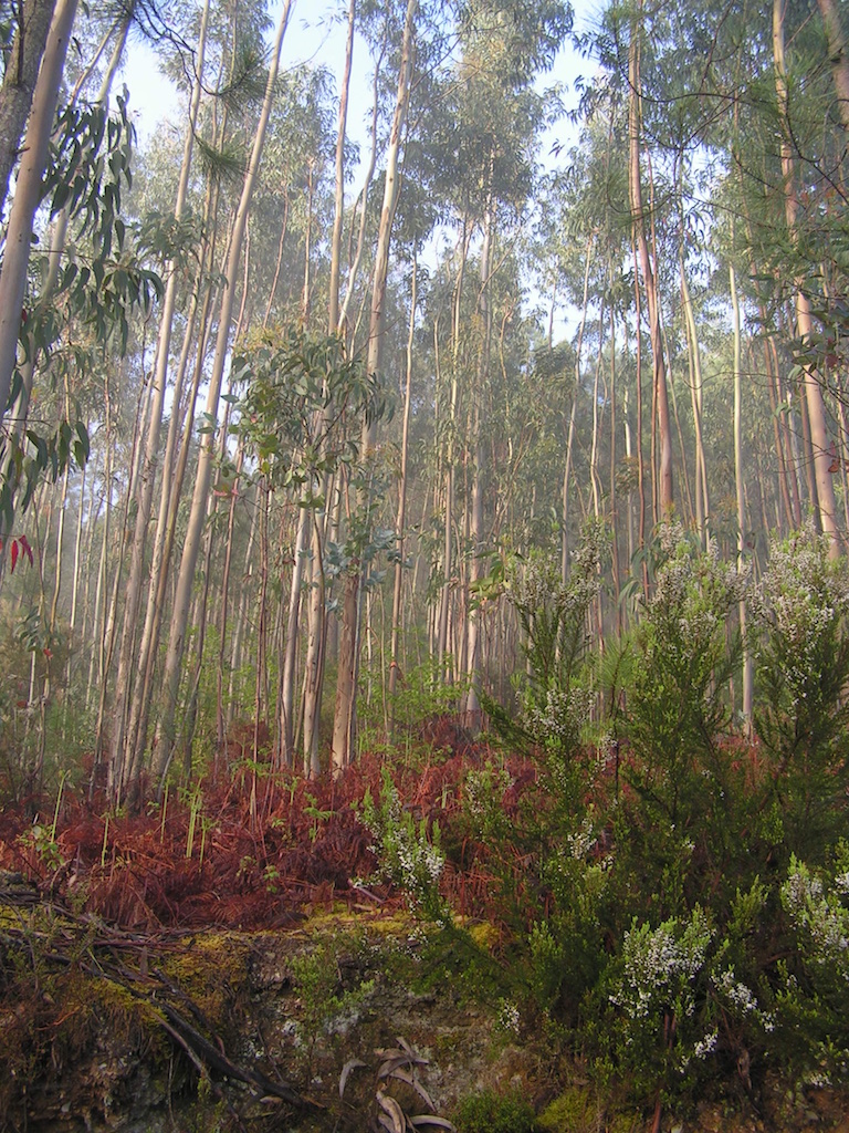 Plantation of Eucalyptus close to Quinta do Vale's woodland