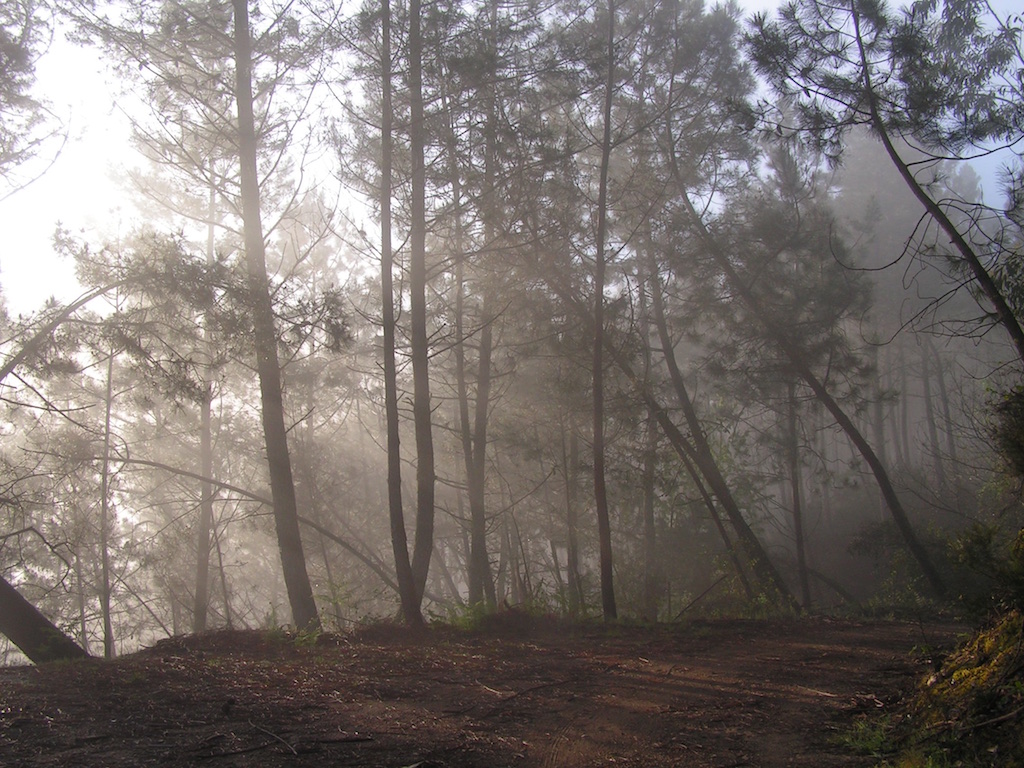 Quinta do Vale's pine woodland (Pinus pinaster)