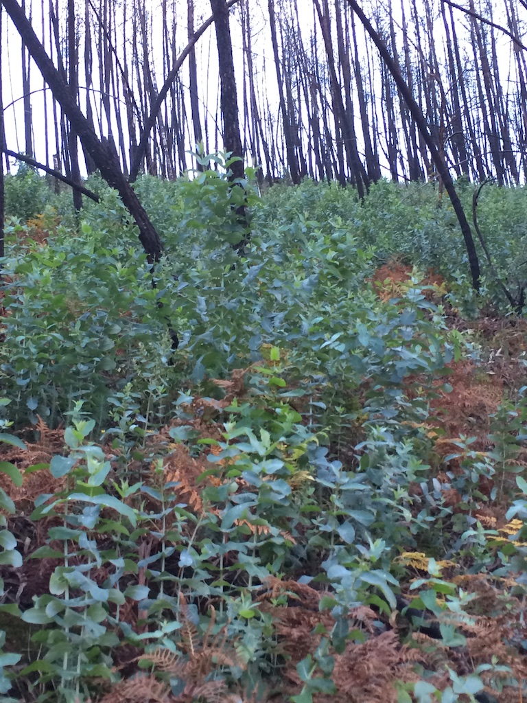 Fire-sown eucalyptus seedlings covering the valley slopes