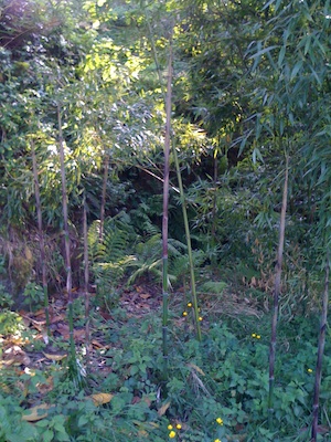 Bamboo shoots - Phyllostachys sp.