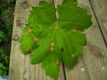Black rot, Guignardia bidwellii, on grape leaf