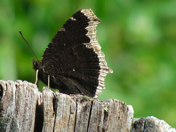 Camberwell Beauty butterfly (Nymphalis antiopa) in Central Portugal