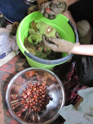 Shelling chestnuts