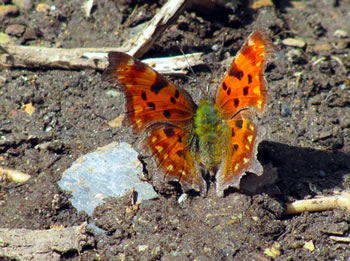 Comma butterfly (Polygonia c-album) in Central Portugal
