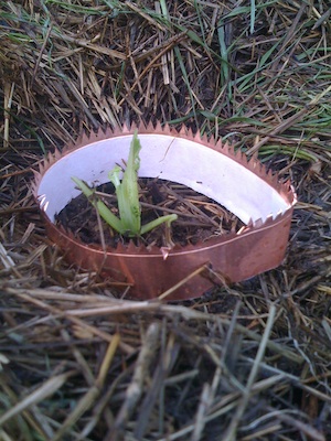 Copper slug tape round pak choi seedling