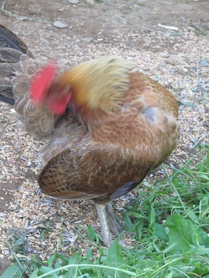 Green legged chicken showing loss of a few feathers on her chest
