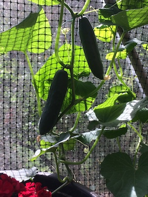 The first cucumbers, just 3 weeks after planting, early June 2017