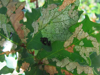 Oak Flea Beetle larvae feeding on oak leaves