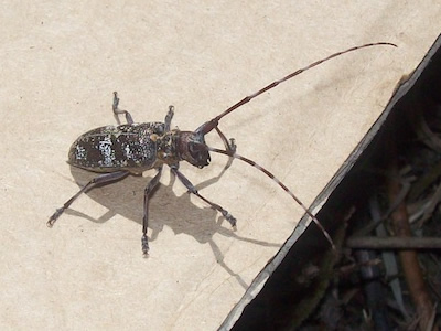 Longhorn beetle, Monochamus galloprovincialis