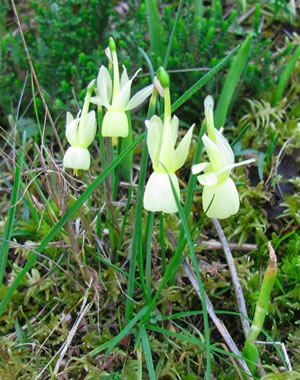Narcissus triandrus subsp lusitania in Central Portugal