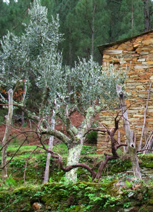 The same olive tree after harvesting in November