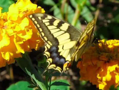 Yellow swallowtail butterfly (Papilio machaon)
