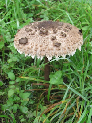 Parasol mushroom, Lepiota procera, growing on the quinta