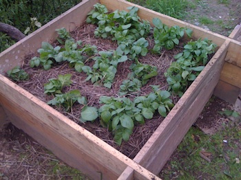 Sprouting potatoes in potato bin/barrel