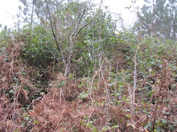 Quinces bushes overwhelmed with brambles and bracken