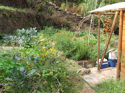 Yurt terrace vegetable garden