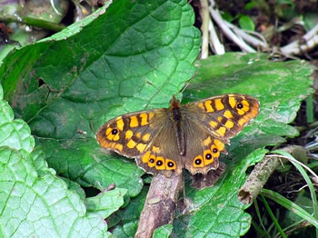 Wall Brown butterfly (Lasiommata megera) in Central Portugal