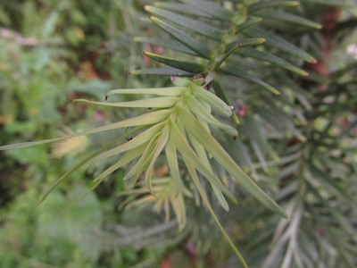 New growth on Wollemi pine