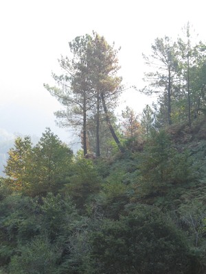 Maritime pines affected by pine wilt nematode